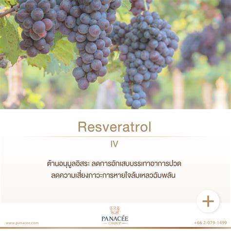 Resveratrol IV Panacee Med