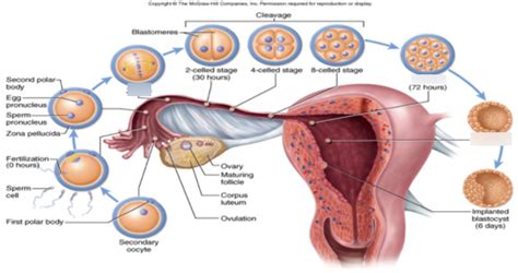 Early Embryonic Development Diagram Diagram | Quizlet