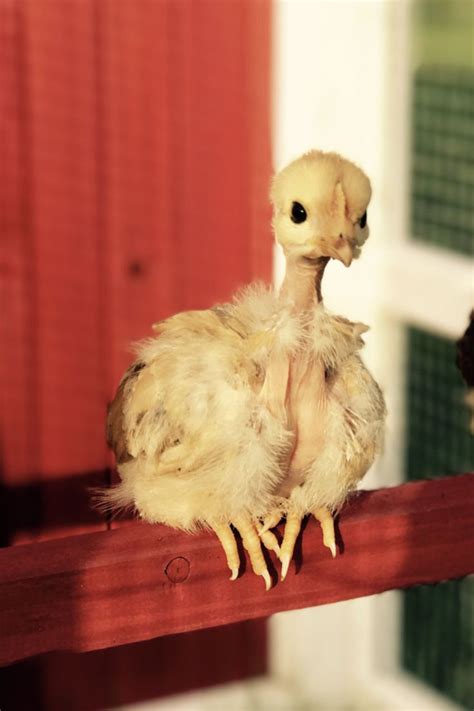 Jaw Dropping Naked Neck Chicken Photos Watch Our Video For Amazing Facts Turken Turkey Bird