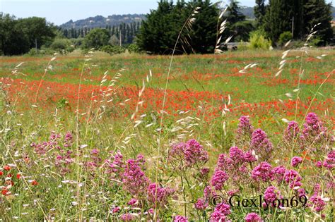 Campi Fioriti Flickr