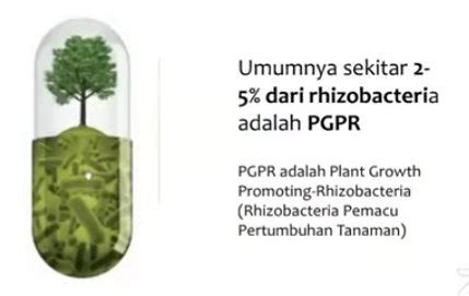 Potensi Bakteri Fungsional Untuk Tingkatkan Produktivitas Tanah Dan