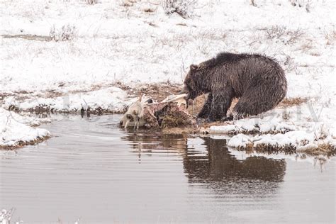 Grizzly Bear Bison Carcass Tom Murphy Photography