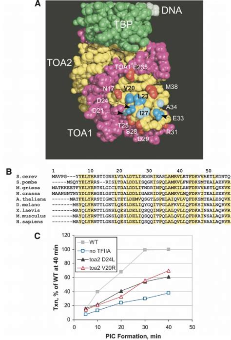 Functional Surface Of The Tfiia Ntd Defined By Mutagenesis A Tbp