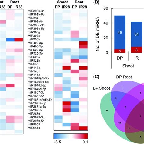 Profiling Of MiRNAs In The Shoot And Root Tissues Of DP And IR28