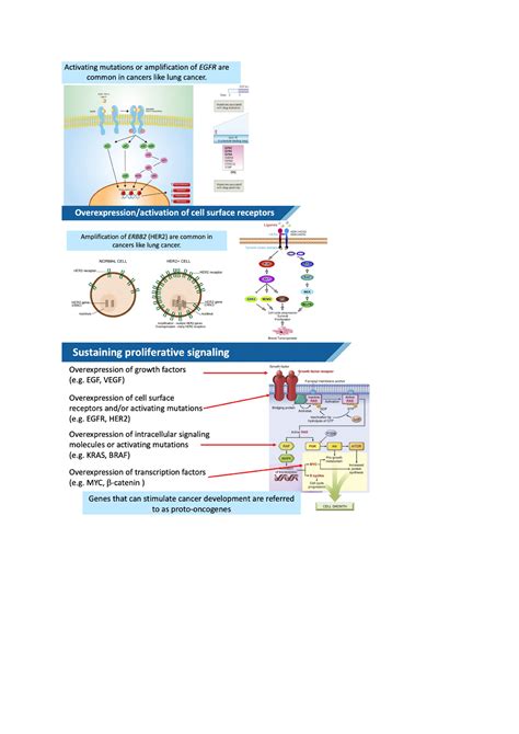 Pathways MOD2 Samenvatting Pathways MOD2 Mechanisms Of Disease 2