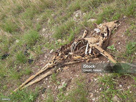 Decaying Deer Body Showing Skin And Bones Stock Photo Download Image