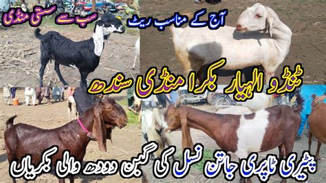 Tando Allahyar Bakra Mandi Latest Update Today Goat Milking