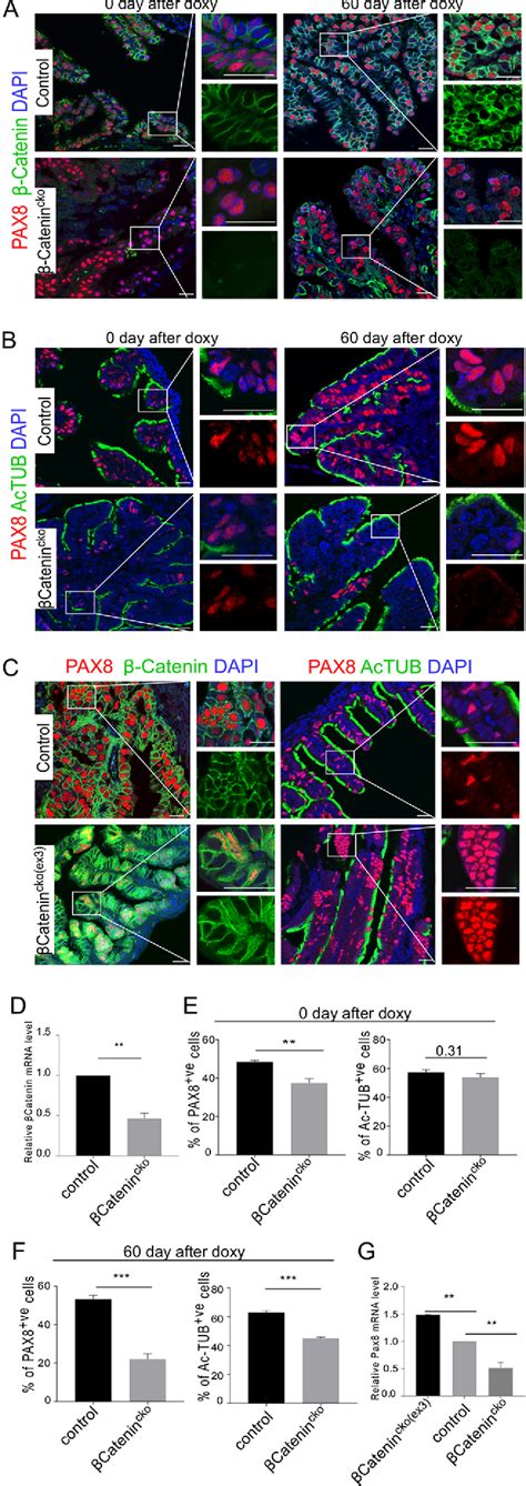 Figure From In Vivo Genetic Cell Lineage Tracing Reveals That