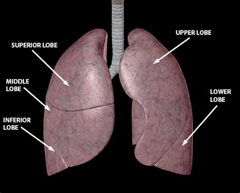 Anatomy And Physiology Of The Lower Respiratory System