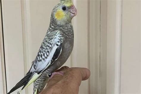 Cockatiel Dyc Dominate Yellow Cheek Pearl