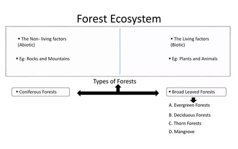 Forest Ecosystem | PPT