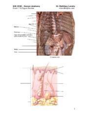 Exam Seven SI Figure Review KIN 2500 Human Anatomy Exam 7 SI Figure