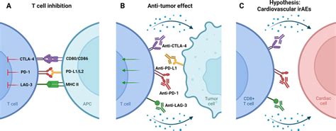 Ici Mechanisms Of Action A Ctla Pd And Lag Binding Leads To T