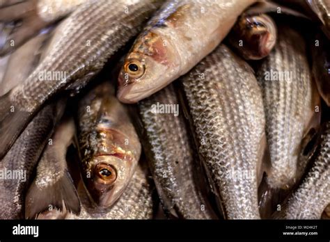 Pescado Fresco En El Mercado Enfoque De Alimentos Marinos De Escamas Y