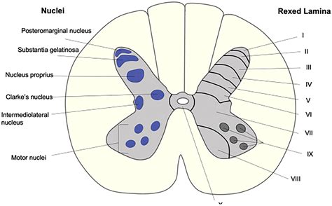 Functional Anatomy of the Spinal Cord - Radiologic Clinics