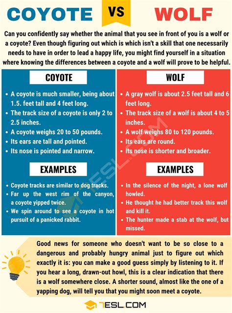 Coyote vs. Wolf: Interesting Differences between Wolf vs. Coyote • 7ESL