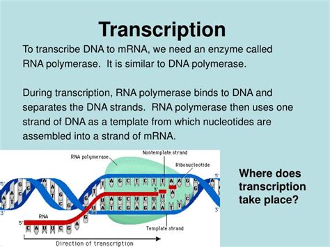 Ppt Transcription And Translation Powerpoint Presentation Id4117058