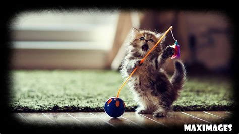 Little Cat Wallpapers - 4k, HD Little Cat Backgrounds on WallpaperBat