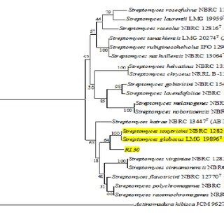 Rooted Neighbor Joining Tree Of Isolate SL 4 Based On 16S RRNA Gene