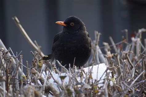 300+ Free Myna & Bird Images