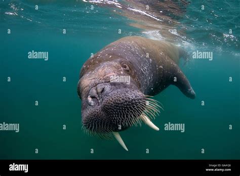 Walrus underwater hi-res stock photography and images - Alamy