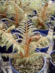 Tree Ferns - Fronds New Zealand, suppliers of native New Zealand ferns ...