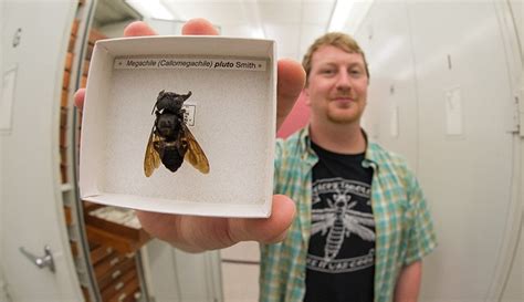 The Worlds Largest Bee Rediscovered After 38 Years Natural History Museum