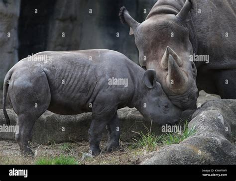 black rhinoceros mother and baby at Cincinnati zoo Stock Photo - Alamy