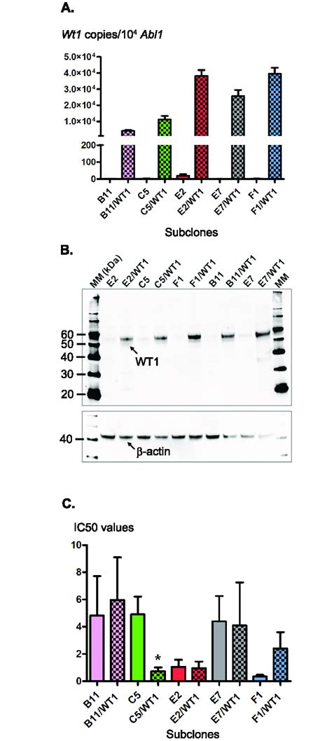 Wt1 Protein Expression In Different Subclones Different Subclones Were