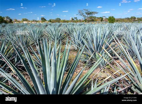 Campo De Agave Azul Tequila Para Cerca De Valladolid M Xico Fotograf A