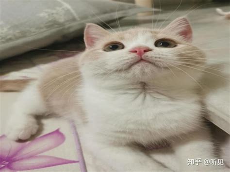 猫咪吐毛怎么办？猫咪毛球症应该吃化毛球片化毛 知乎