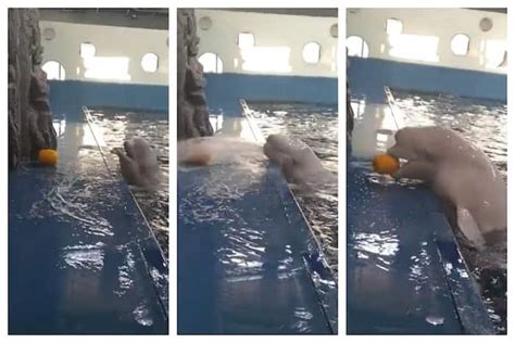 Beluga Whale Uses Amazing Skill To Get Its Toy From Outside Pool Watch Viral Video