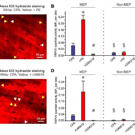 TRPV4 Transient Receptor Potential Vanilloid 4 Intermediate Small