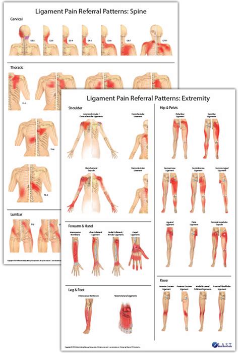 Ligament Pain Referral Pattern Posters Products Directory Massage