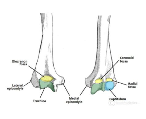 The Arm Forearm And Elbow Joint Sgt Flashcards Quizlet