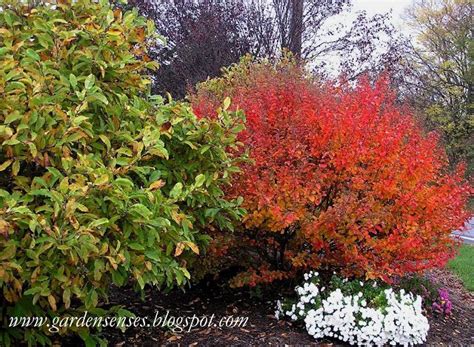 Garden Sense Fall Color Shrubs Shrubs Trees To Plant Autumn