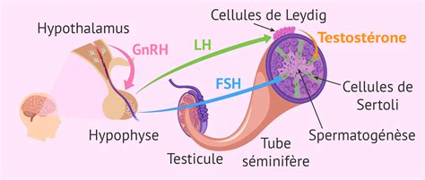 Spermatog N Se Bilan Hormonal De L Homme