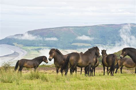 10 Top Things To Do In Exmoor In February Exmoor Character Cottages