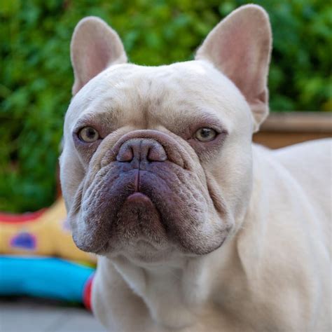 Lilac French Bulldog Studs Breeders Guide Blufrenchibles