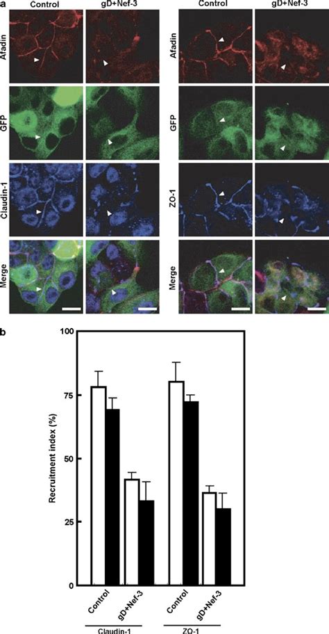 Requirement Of Nectin But Not Cadherin For Formation Of Claudin Based