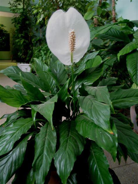 Коллекции растений ЦСБС СО РАН Spathiphyllum Wallisii Regel