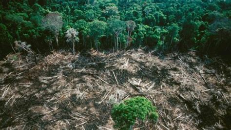 Humans Have Degraded More Than A Third Of The Amazon Rainforest