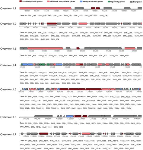 Frontiers Genomic And Phenotypic Characterization Of Streptococcus