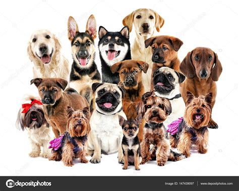 Grupo de perros lindos fotografía de stock belchonock 147439097