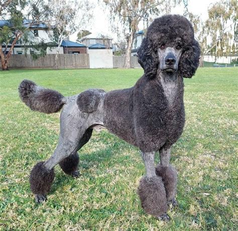 Blue Standard Poodle Everything You Need To Know Prefurred