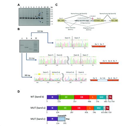 Characterization Of The Novel C A C Mutation In The Stat Gene