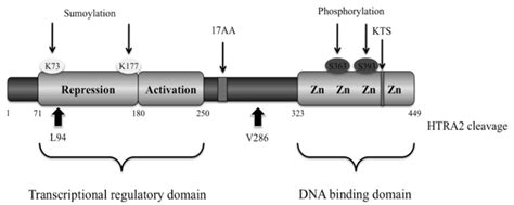 functional motifs  interactions  wt  linear schematic  wt