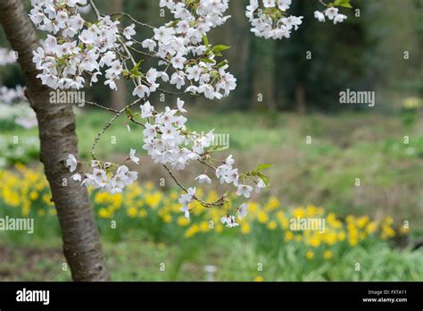 Prunus X Yedoensis Yoshino Cherry Japanese Cherry Tree Blossom In An