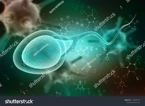 3d Illustration Human Sperm Cell Stock Illustration 1178294779