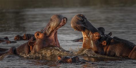 Mouth Off Photograph By Peet Van Den Berg Fine Art America